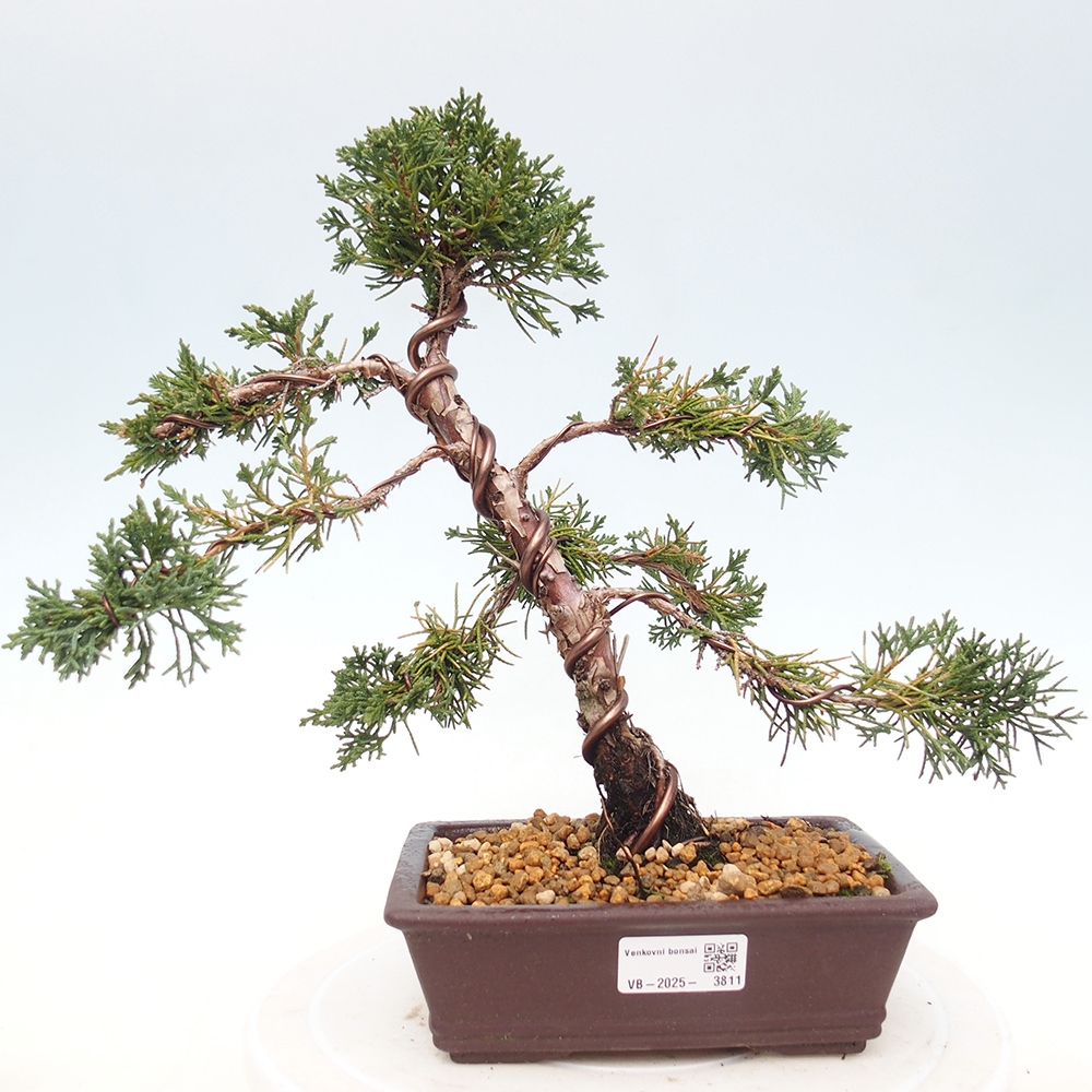 Venkovní bonsai - Juniperus chinensis Kishu -Jalovec čínský
