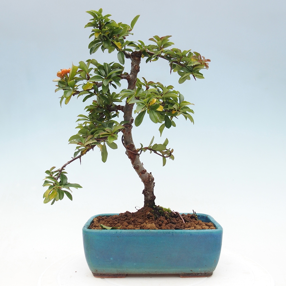 Venkovní bonsai-Pyracanta Teton -Hlohyně