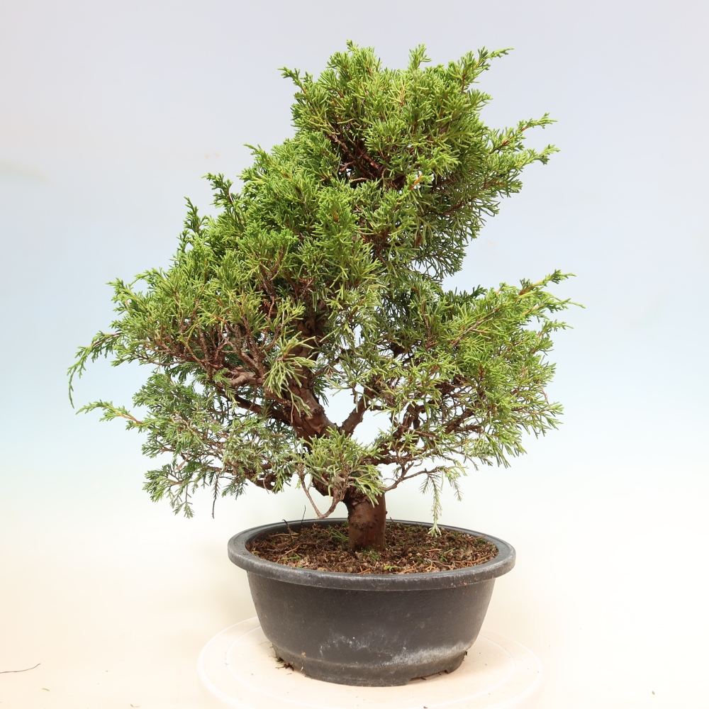 Venkovní bonsai - Juniperus chinensis Itoigawa-Jalovec čínský
