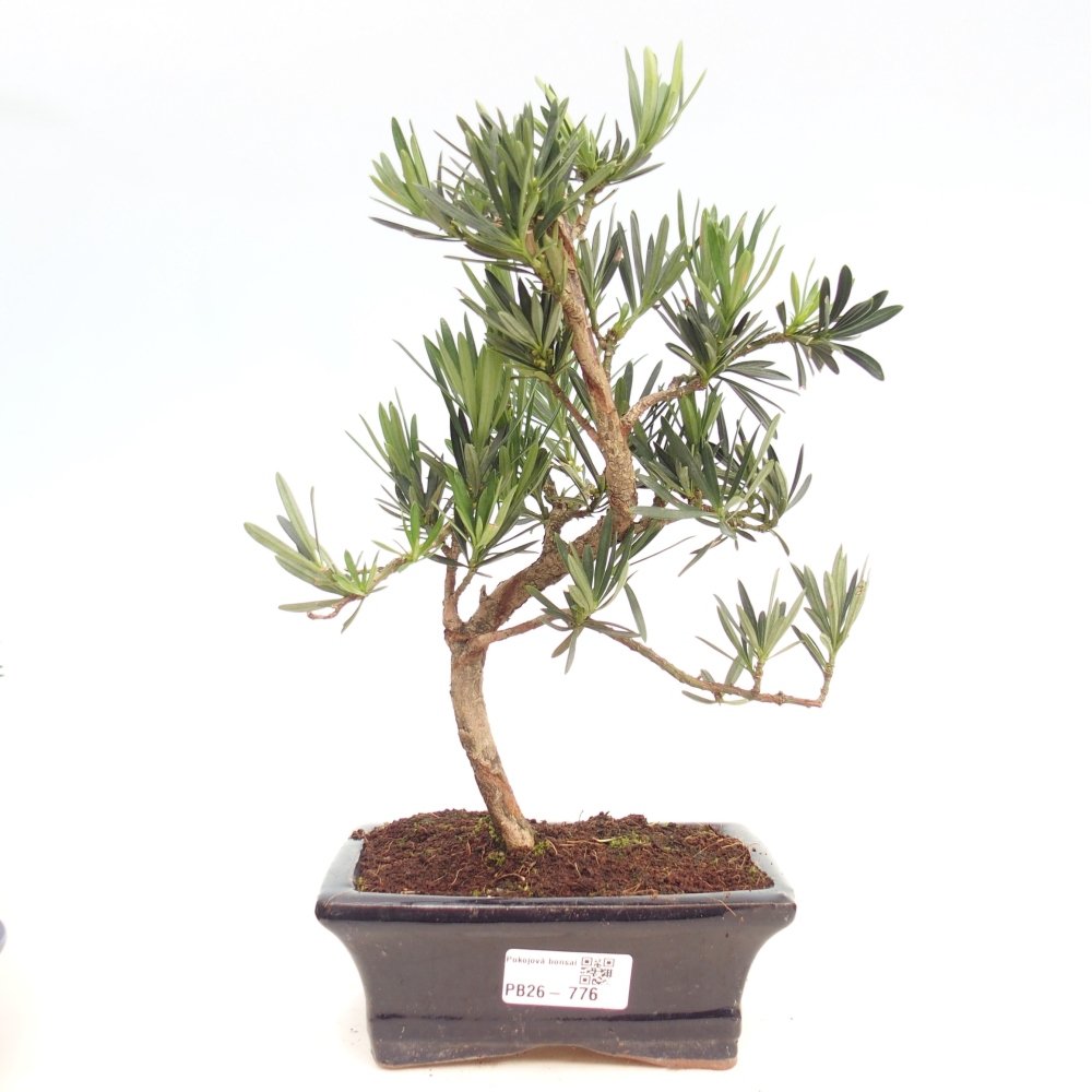 Pokojová bonsai - Podocarpus - Kamenný tis