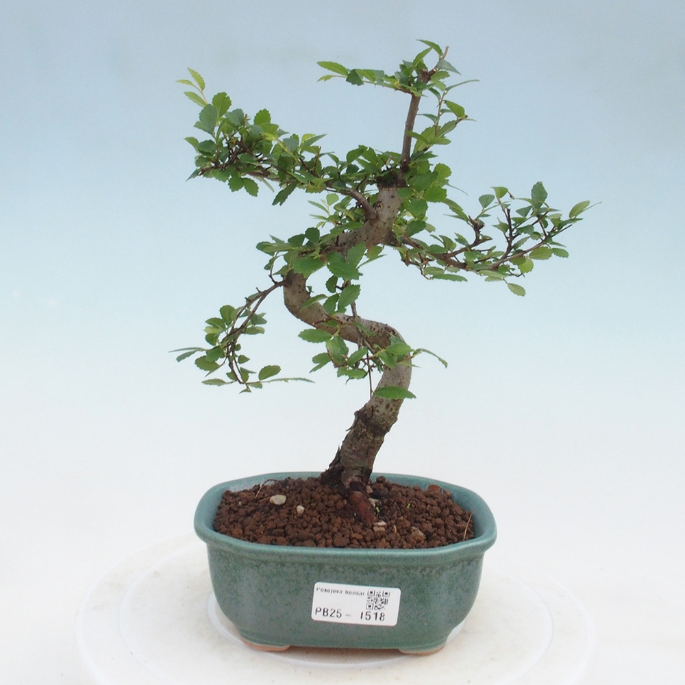 Pokojová bonsai-Malolistý jilm 