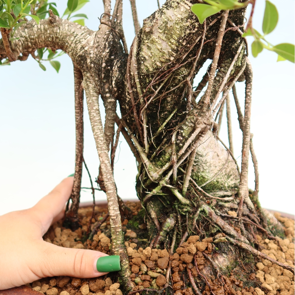 Pokojová bonsai - Ficus kimmen -  malolistý fíkus