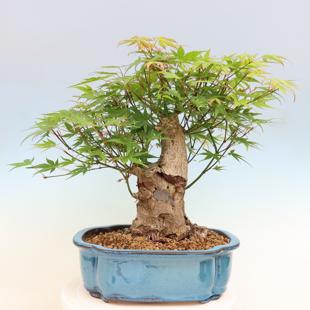 Venkovní bonsai - Javor Burgerův - Acer Burgerianum 