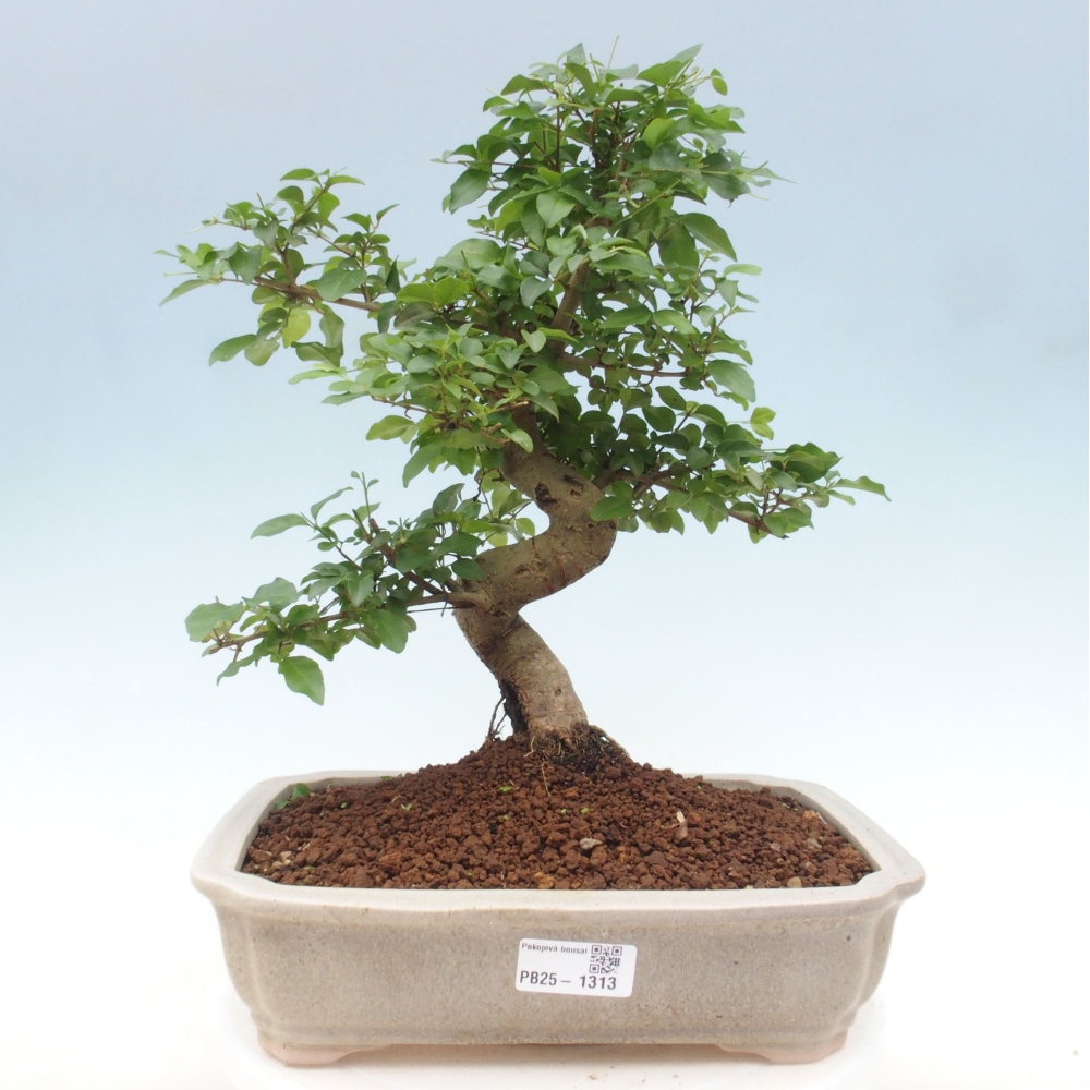 Pokojová bonsai -Ligustrum chinensis - Ptačí zob