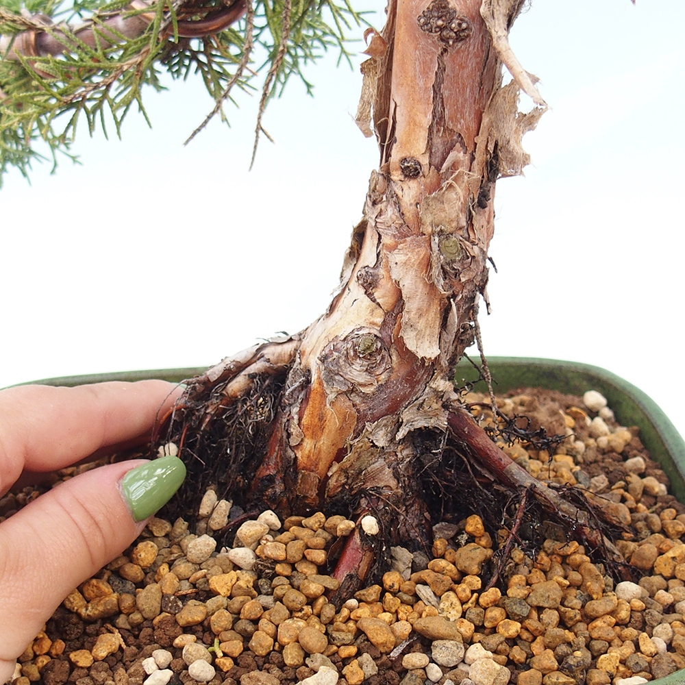 Venkovní bonsai - Juniperus chinensis Kishu -Jalovec čínský
