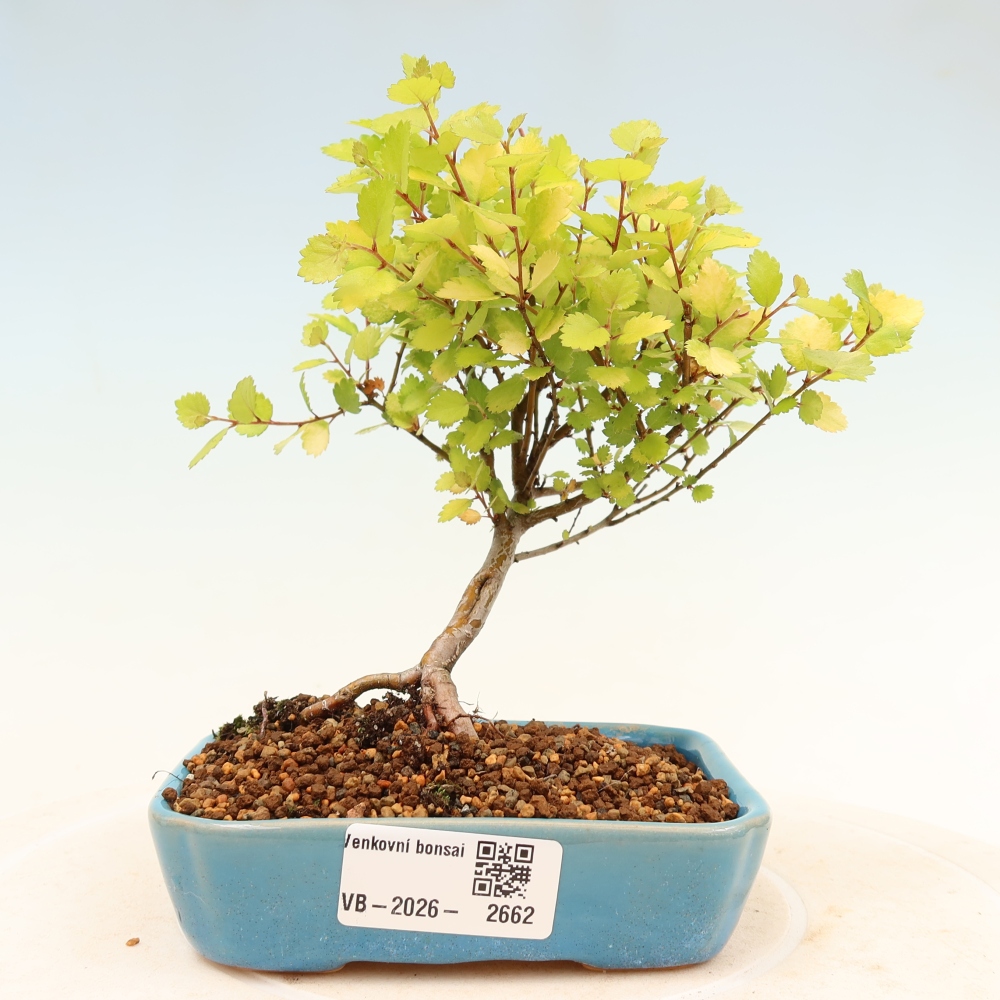 Venkovní bonsai - bříza trpasličí - Betula NANA Treasure