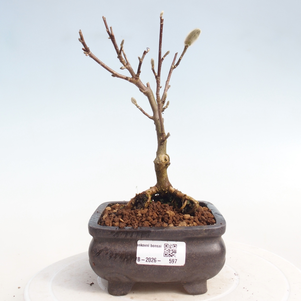 Venkovní bonsai - Magnolia stellata  -  Šácholán hvězdokvětý