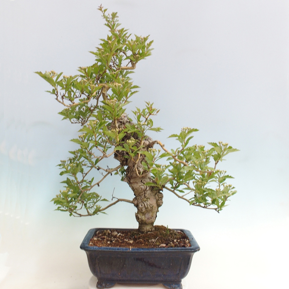 Venkovní bonsai - Hloh klínovitý - Crataegus cuneata