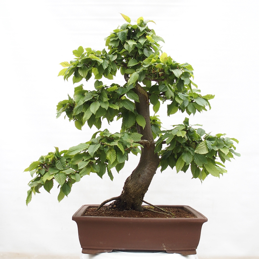 Venkovní bonsai - Habr obecný - Carpinus betulus