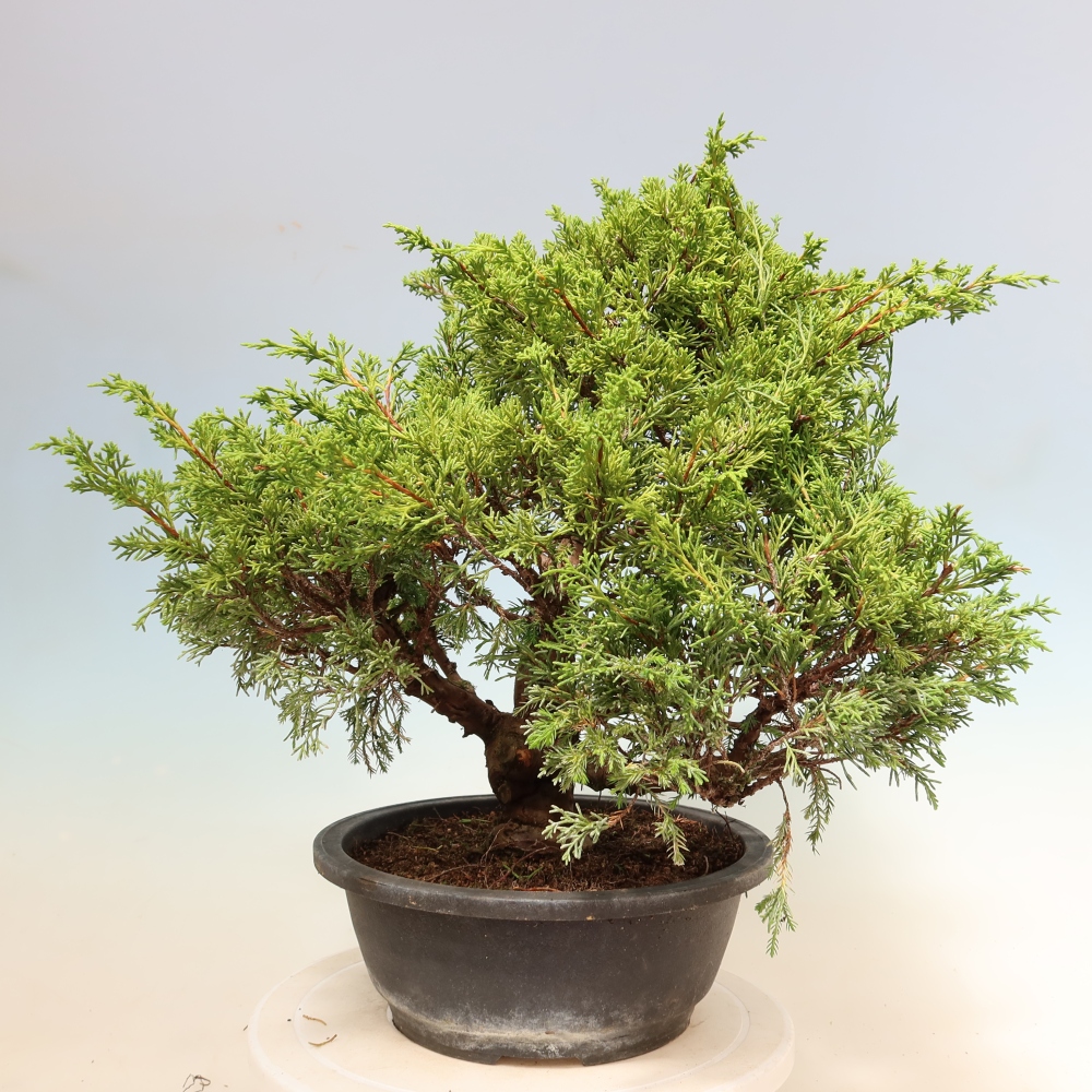 Venkovní bonsai - Juniperus chinensis Itoigawa-Jalovec čínský