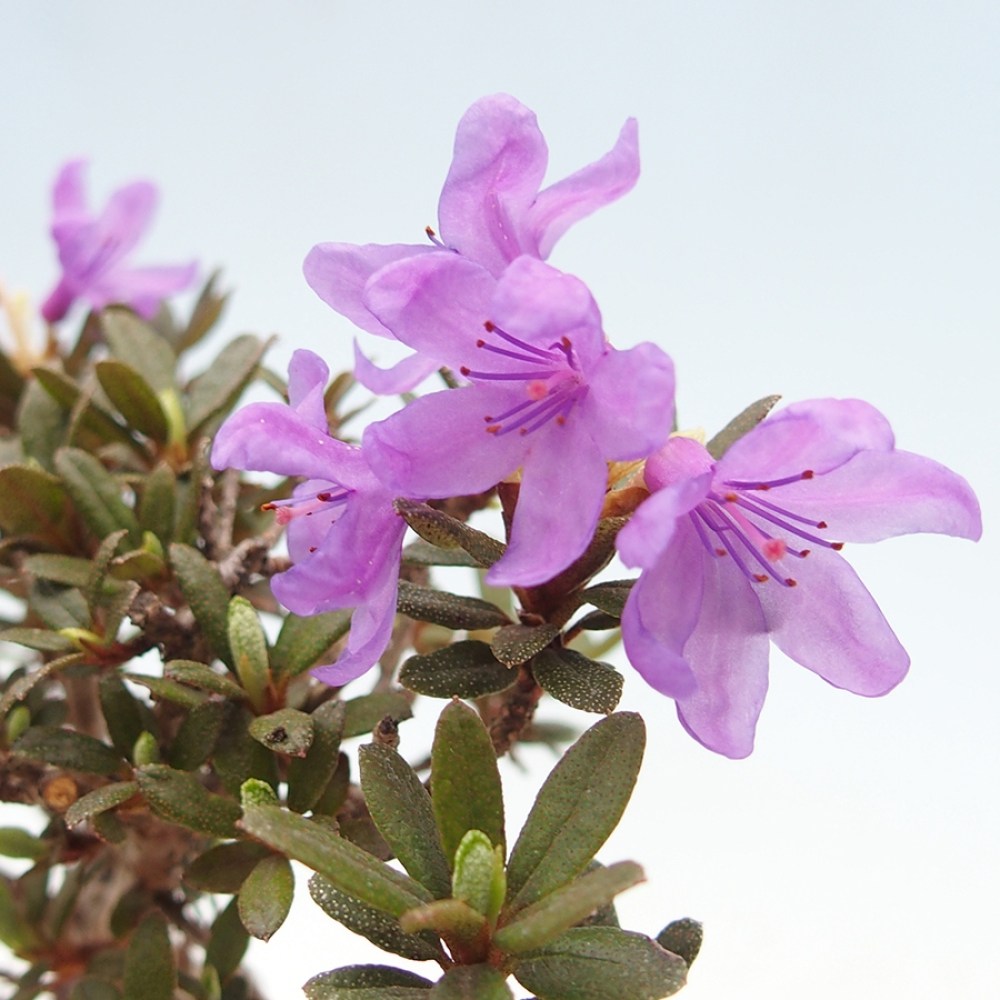 Venkovní bonsai - Rhododendron - pěnišník