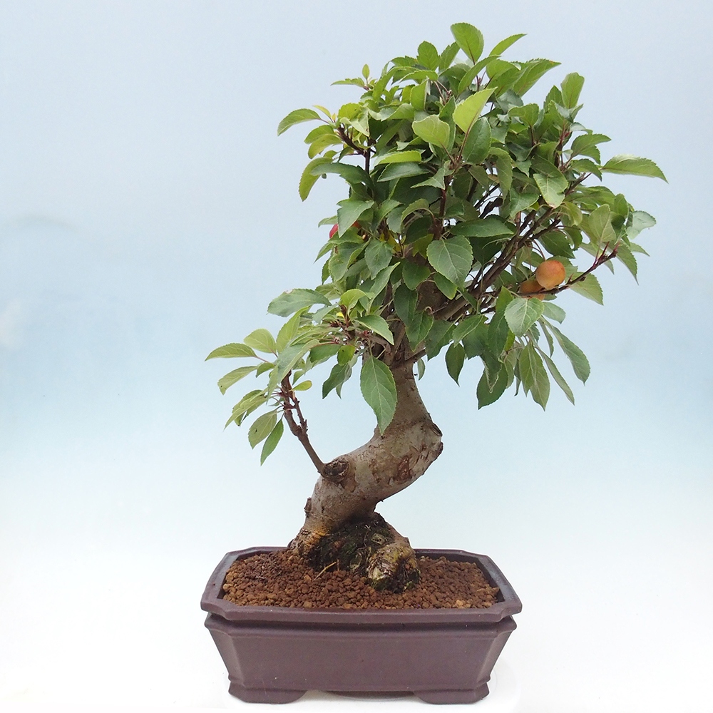 Venkovní bonsai -Malus halliana - Maloplodá jabloň