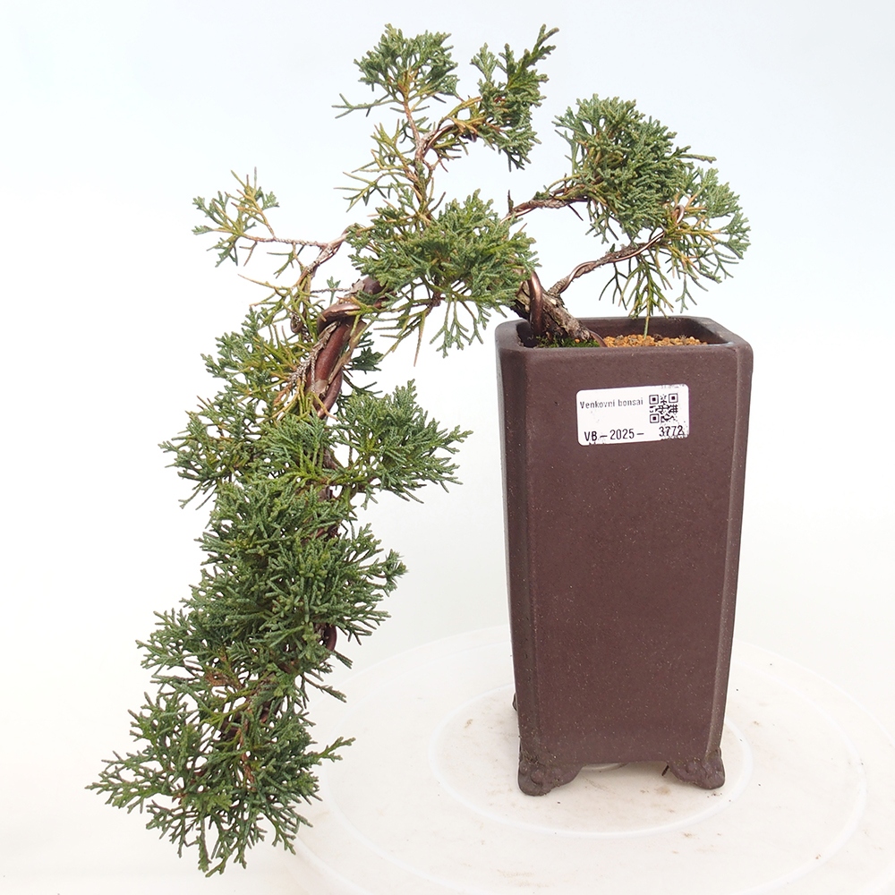 Venkovní bonsai - Juniperus chinensis Kishu -Jalovec čínský