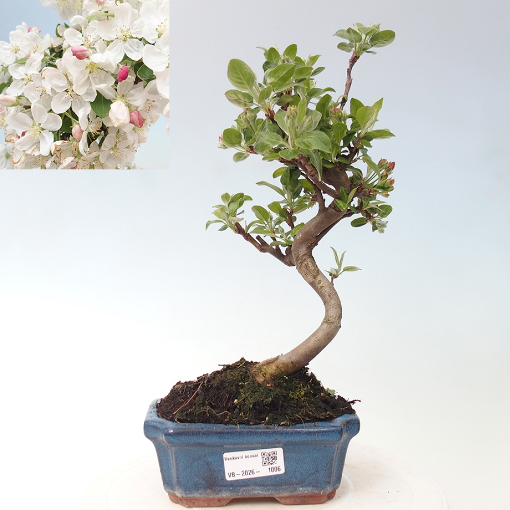 Venkovní bonsai -Malus halliana - Maloplodá jabloň