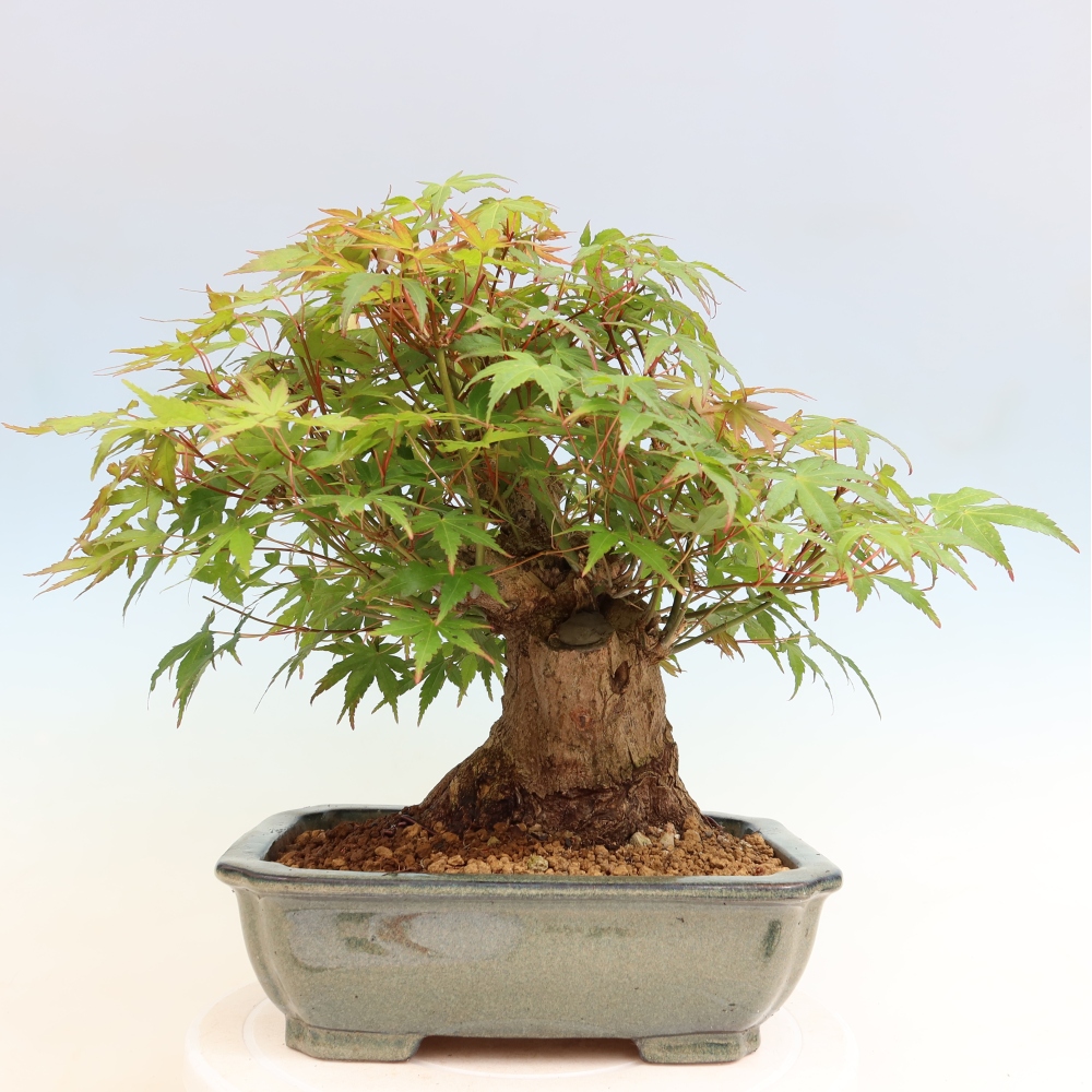 Venkovní bonsai - Javor Burgerův - Acer Burgerianum 