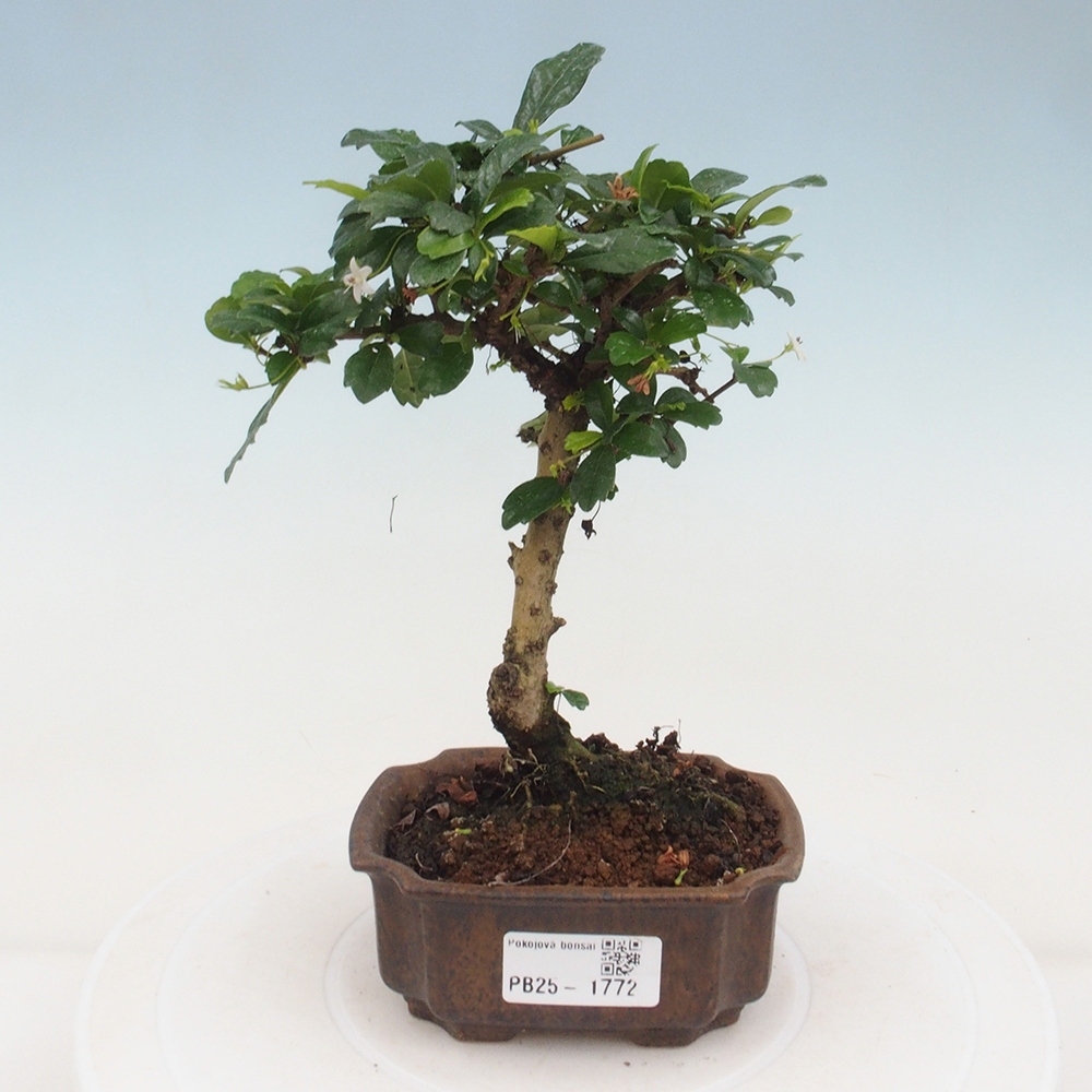 Pokojová bonsai - Carmona macrophylla - Čaj fuki