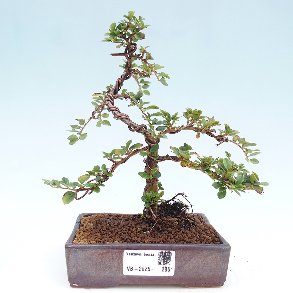 Venkovní bonsai - Cotoneaster horizontalis - Skalník