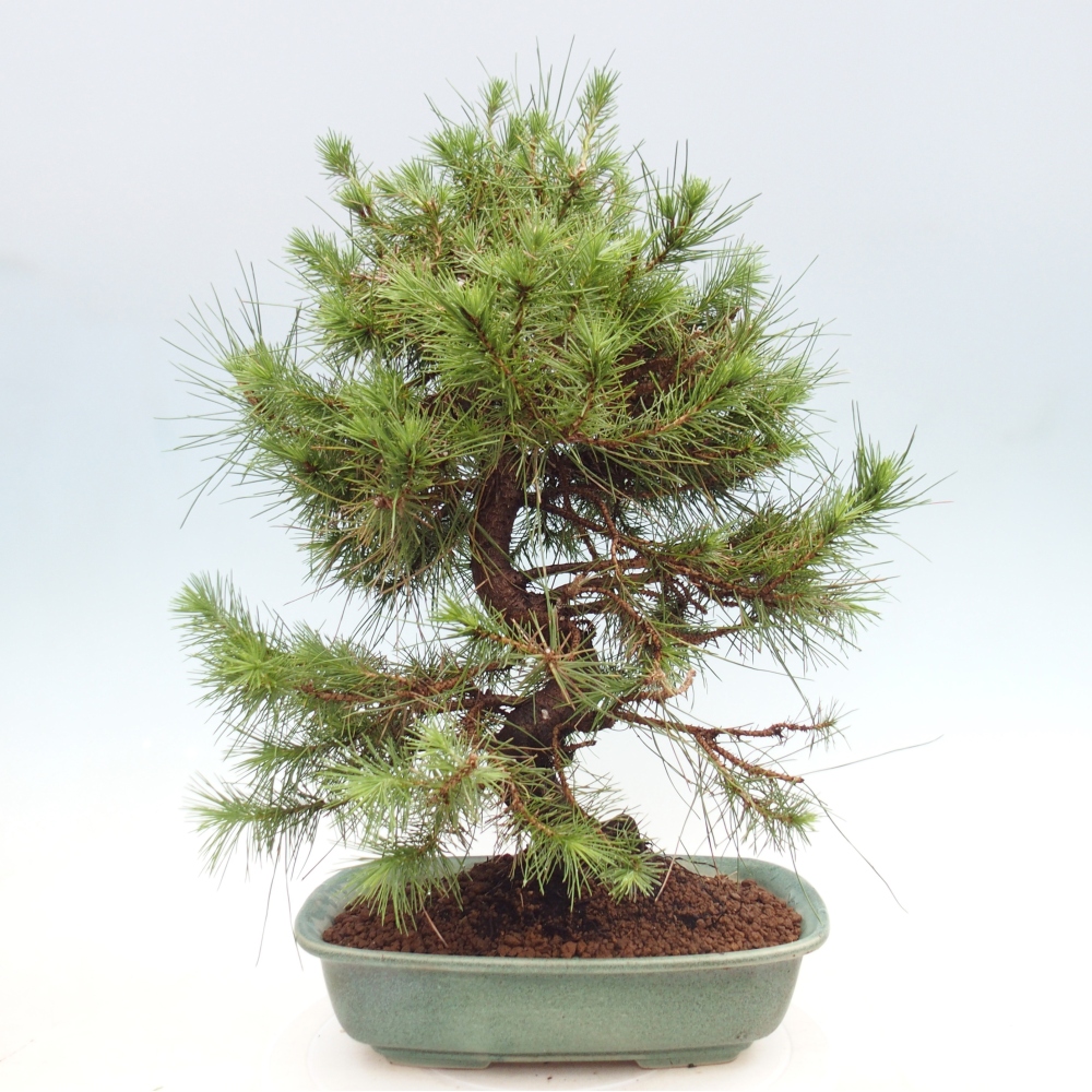 Pokojová bonsai-Pinus halepensis-Borovice alepská