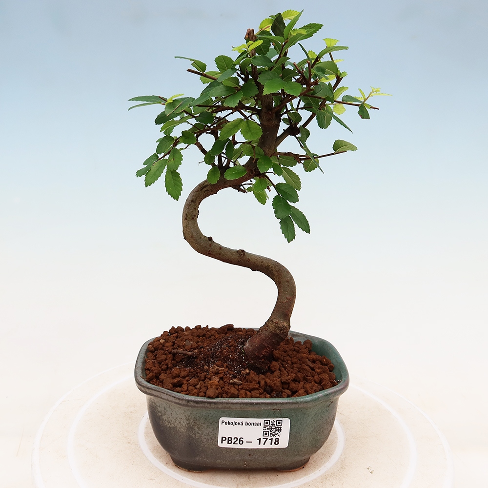 Pokojová bonsai - Ulmus parvifolia - Malolistý jilm