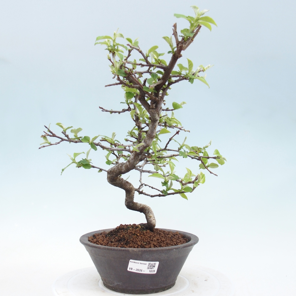 Venkovní  bonsai -  Chaneomeles chinensis - Kdoulovec čínsky