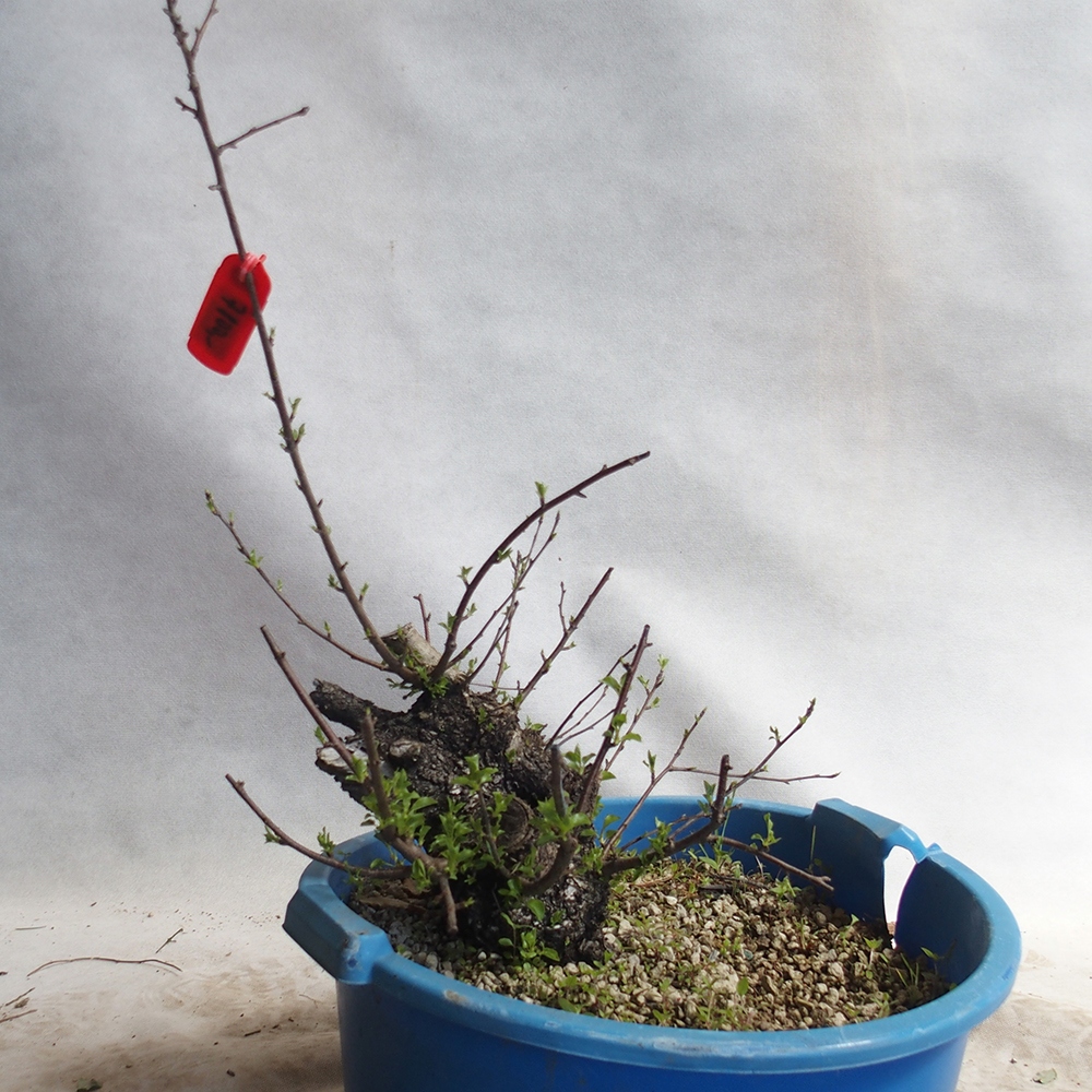 Venkovní bonsai -Mahalebka - Prunus mahaleb