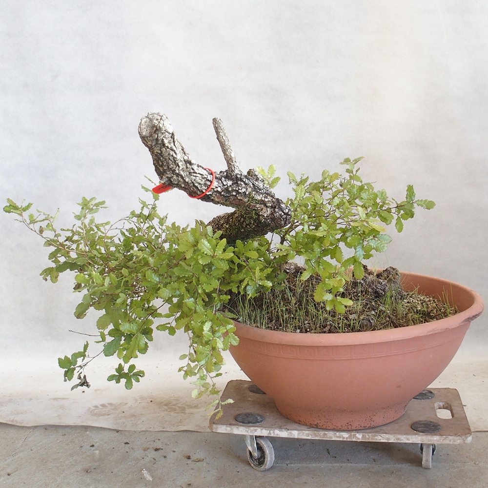 Venkovní bonsai Quercus Cerris - Dub Cer