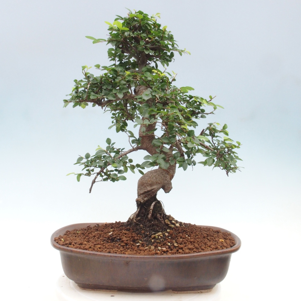 Pokojová bonsai - Ulmus parvifolia - Malolistý jilm