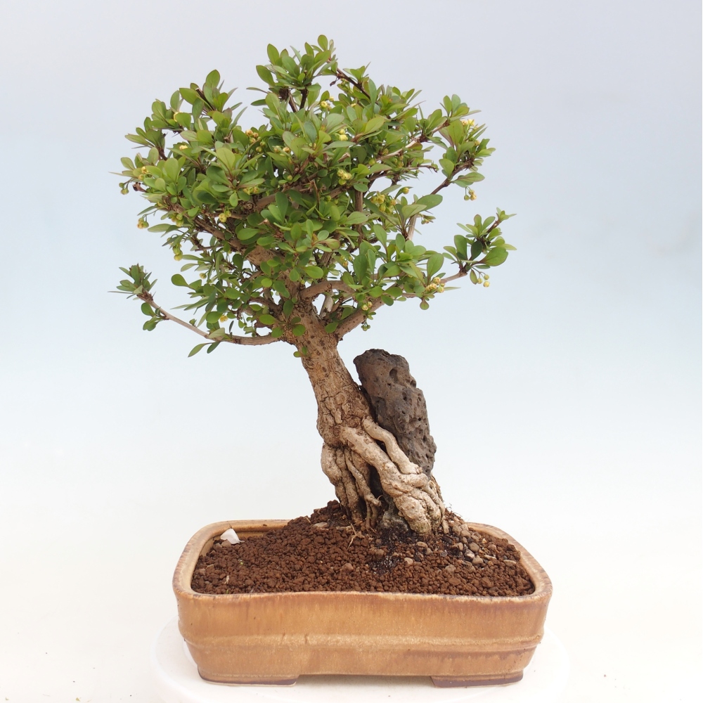 Venkovní bonsai - Berberis coreana - Dřištál korejský
