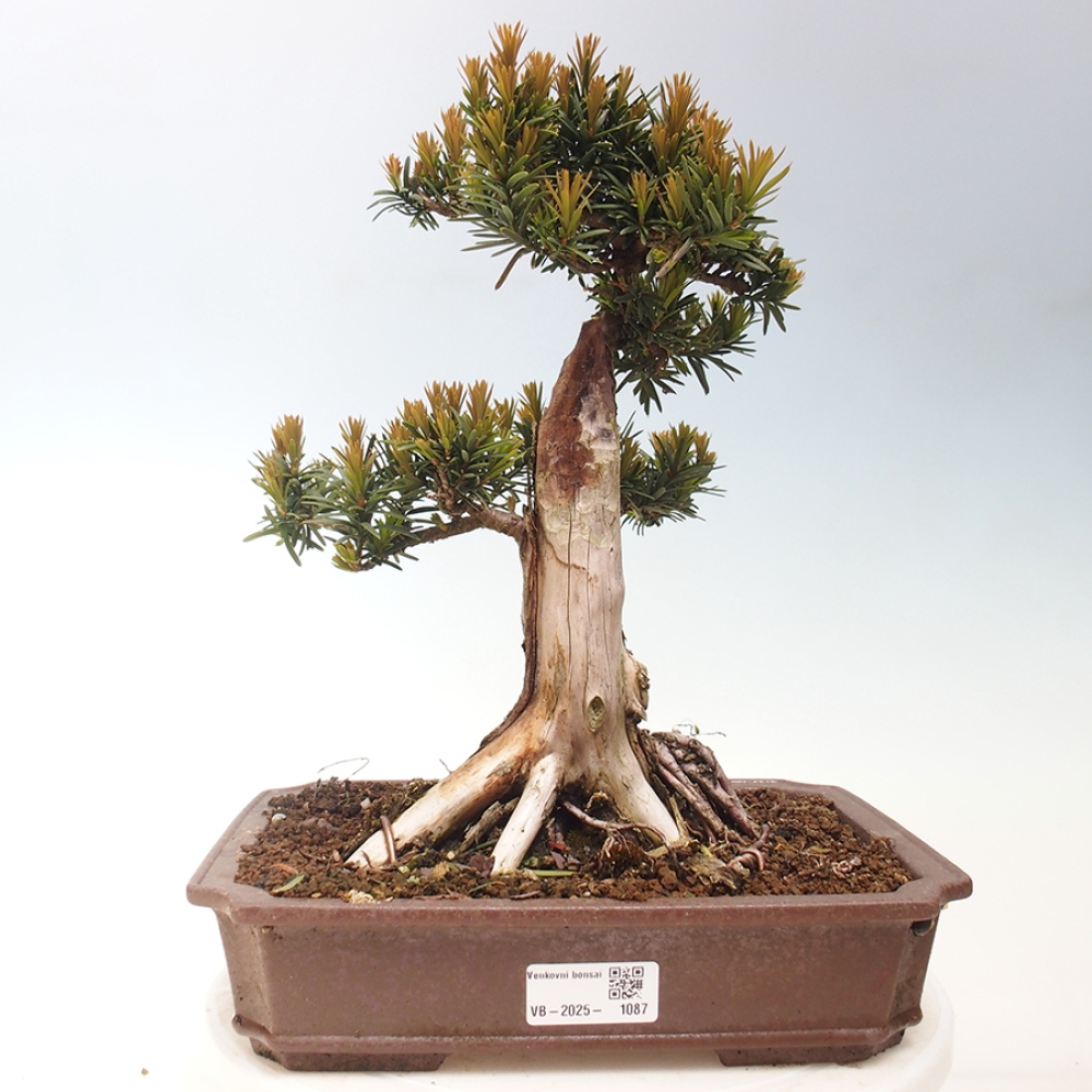 Venkovní bonsai - Taxus cuspidata  - Tis japonský