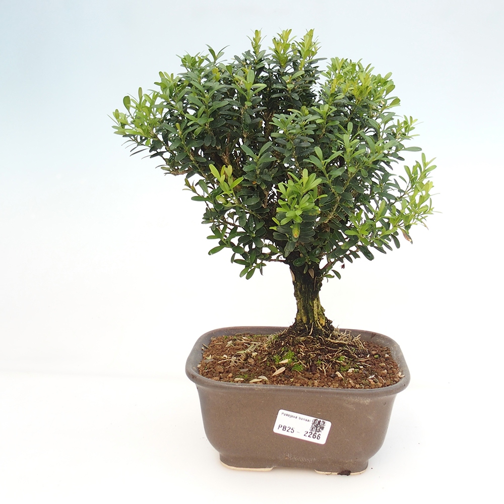 Pokojová bonsai - Buxus harlandii - korkový buxus