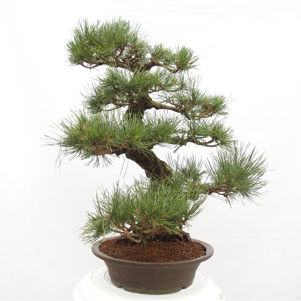 Venkovní bonsai - Pinus thunbergii - Borovice thunbergova