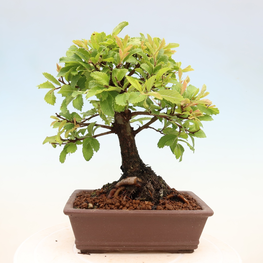 Venkovní bonsai - Zelkova - Zelkova NIRE