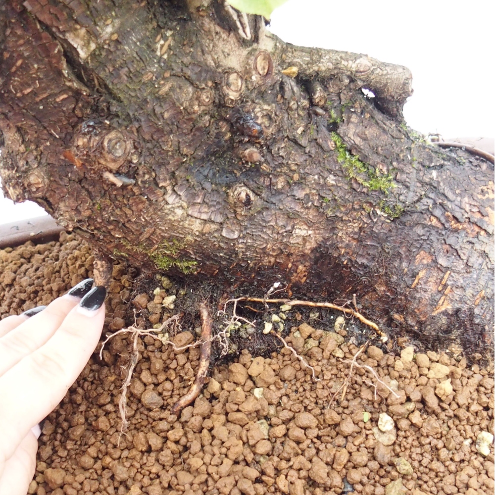 Venkovní bonsai - Mahalebka - Prunus mahaleb