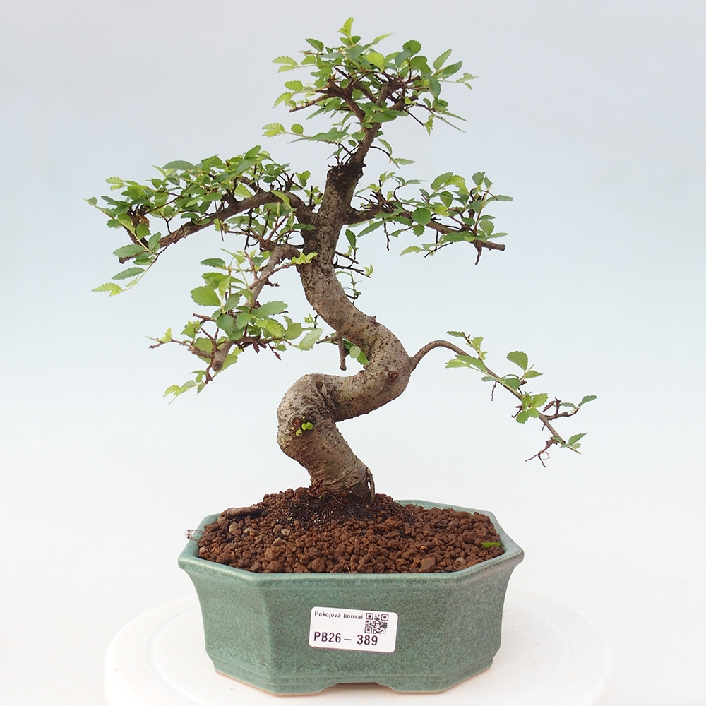 Pokojová bonsai - Ulmus parvifolia - Malolistý jilm