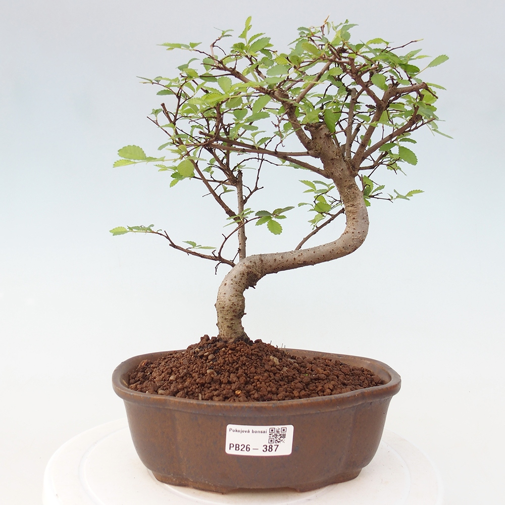 Pokojová bonsai - Ulmus parvifolia - Malolistý jilm
