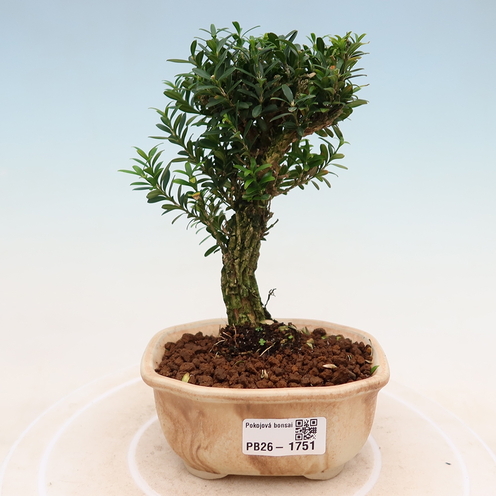 Pokojová bonsai - Buxus harlandii -korkový buxus