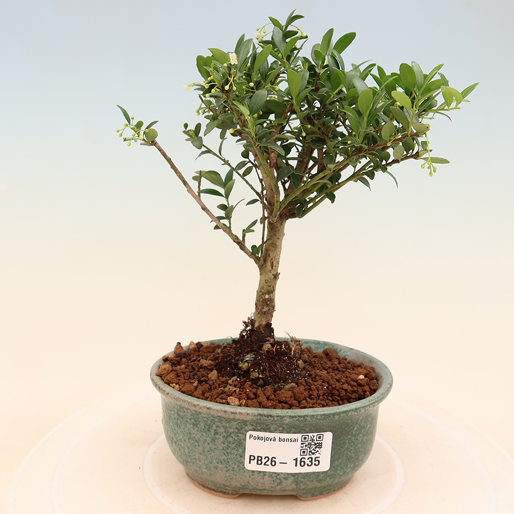 Pokojová bonsai - Ilex crenata - Cesmína