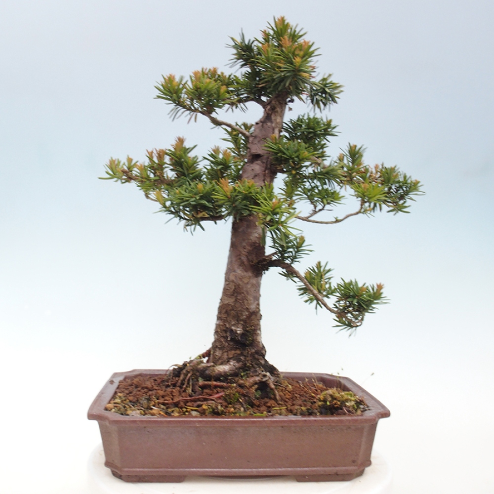 Venkovní bonsai - Taxus cuspidata  - Tis japonský