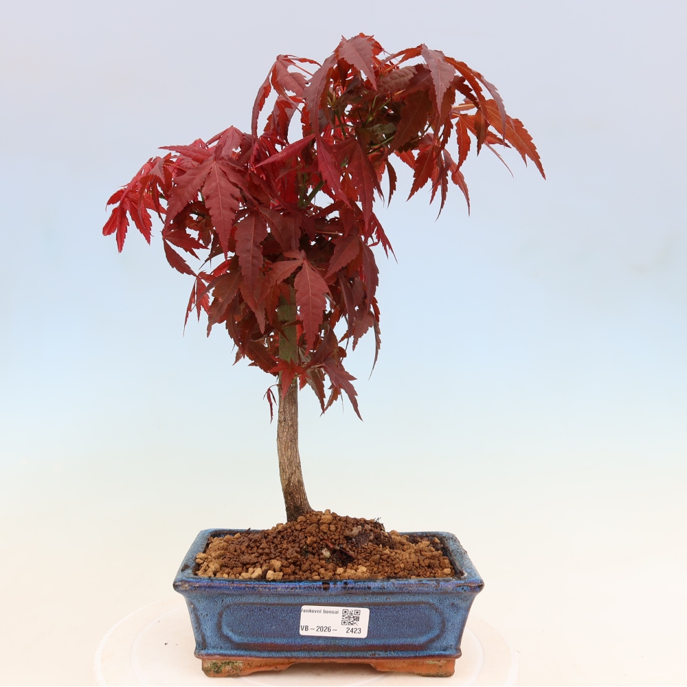 Venkovní bonsai - Acer palm. Atropurpureum-Javor dlanitolistý