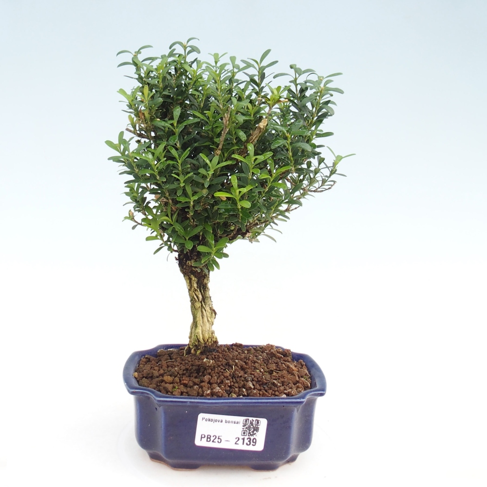 Pokojová bonsai - Buxus harlandii - korkový buxus