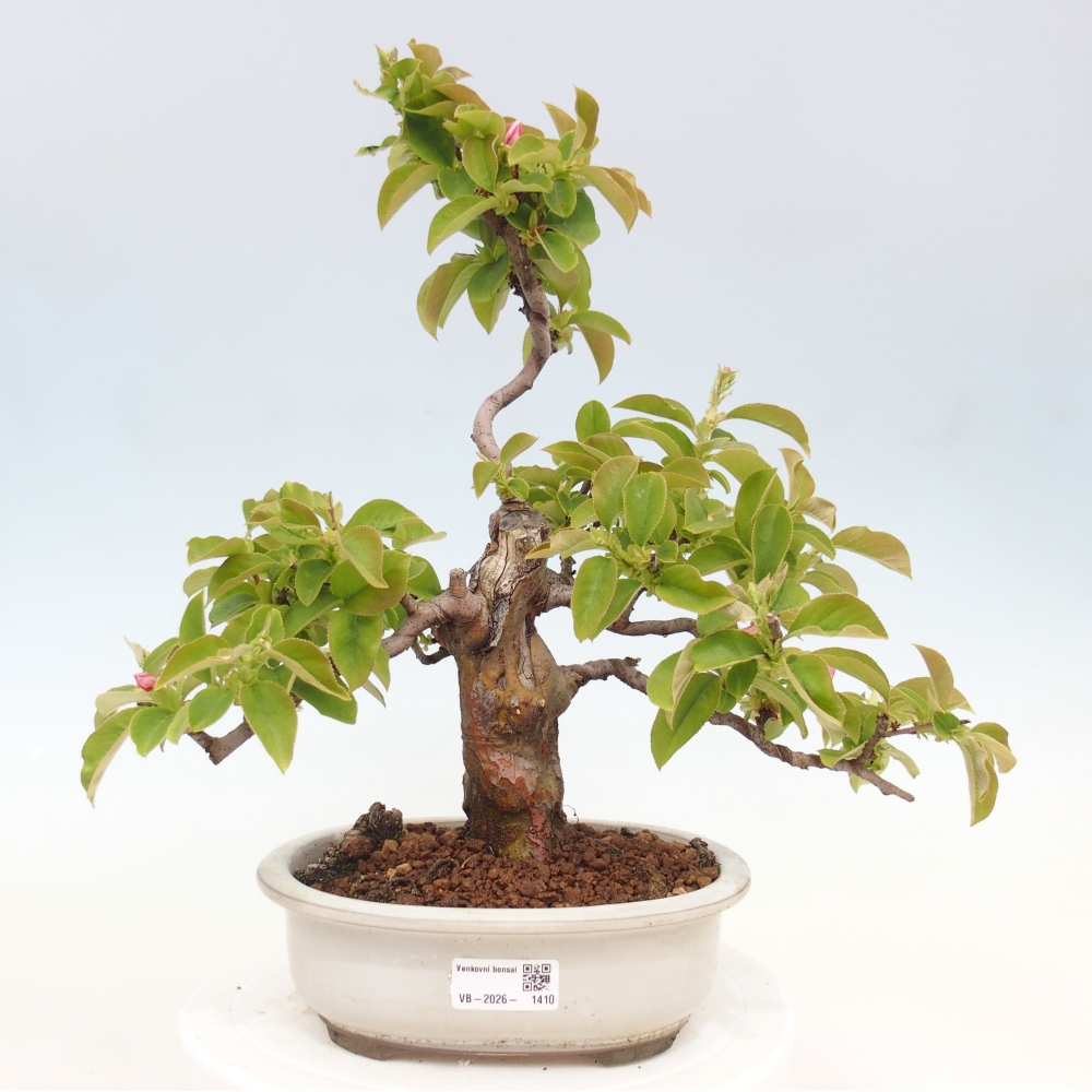 Venkovní  bonsai -  Pseudocydonia sinensis - Kdouloň čínská