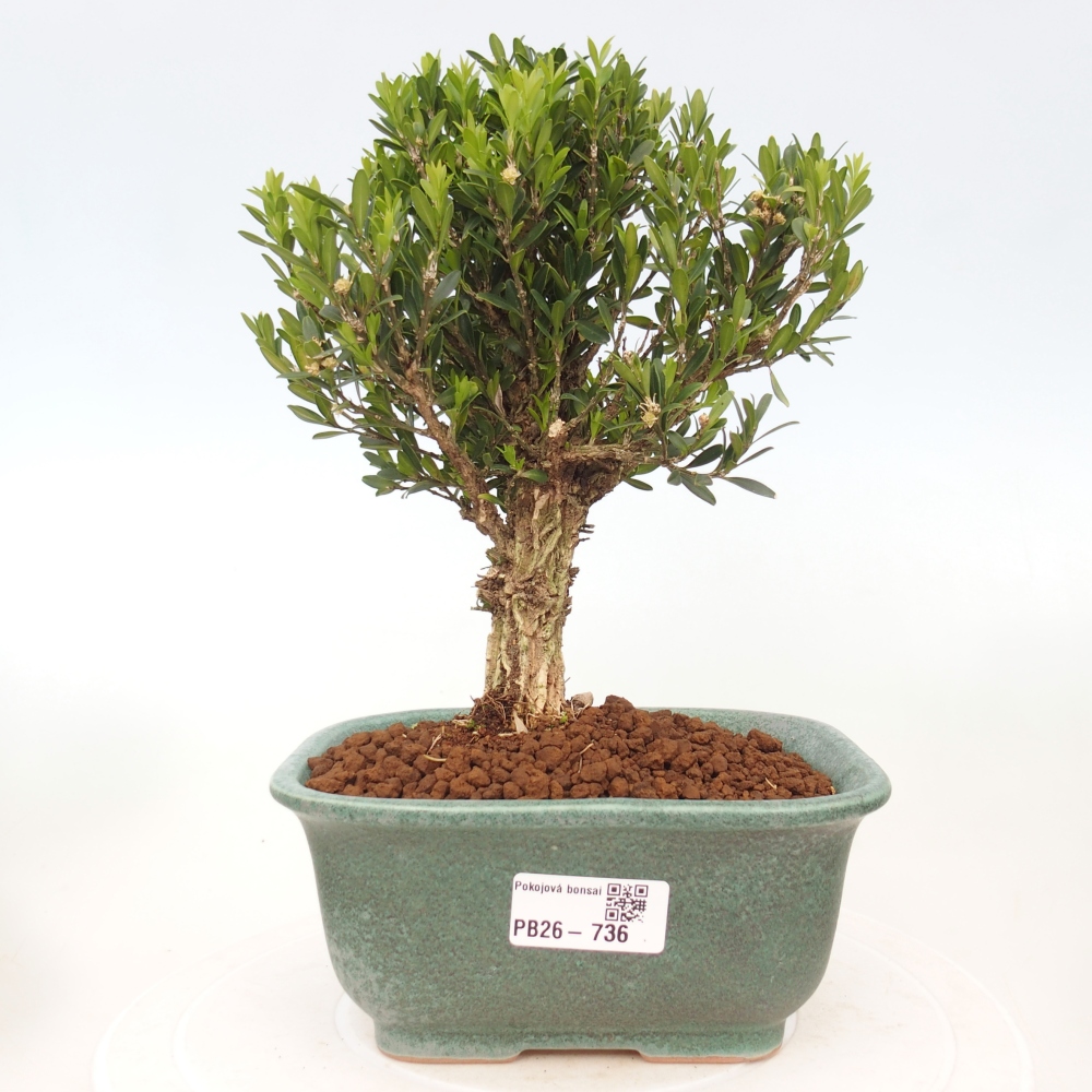 Pokojová bonsai - Buxus harlandii - korkový buxus