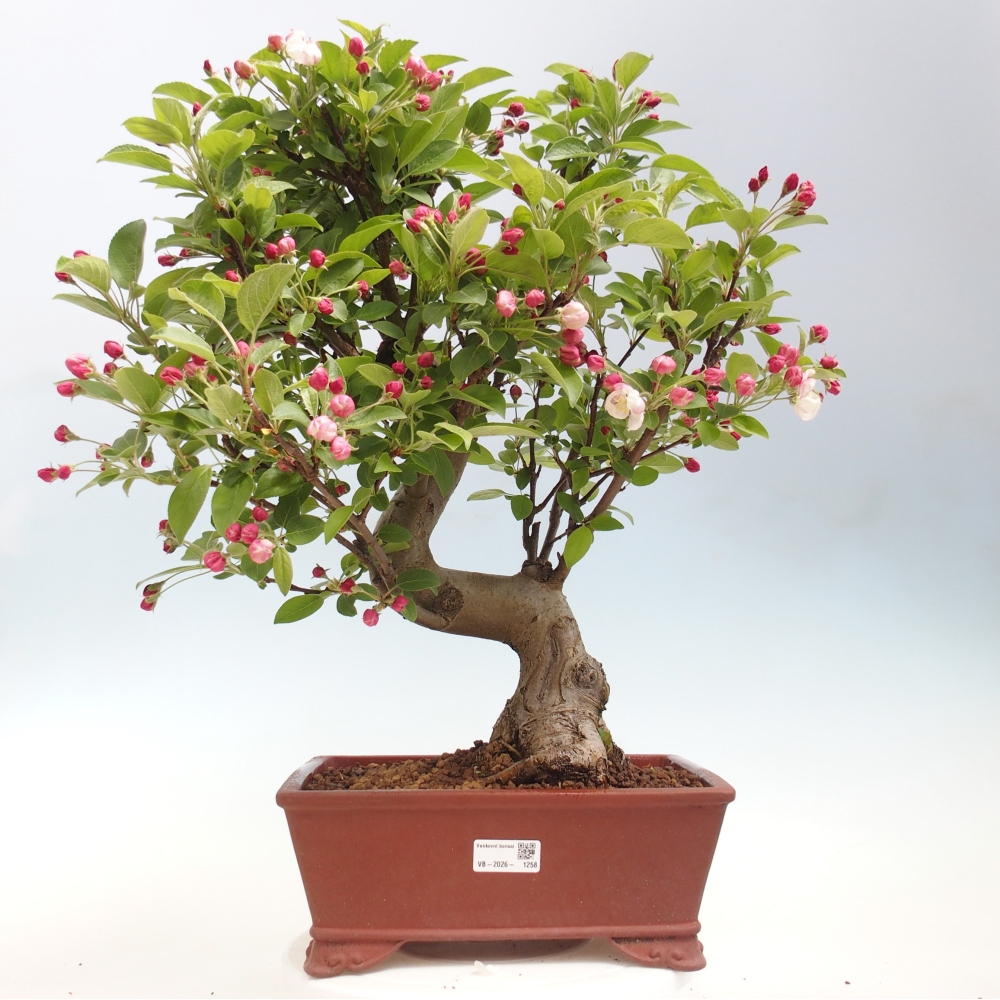 Venkovní bonsai -Malus halliana - Maloplodá jabloň