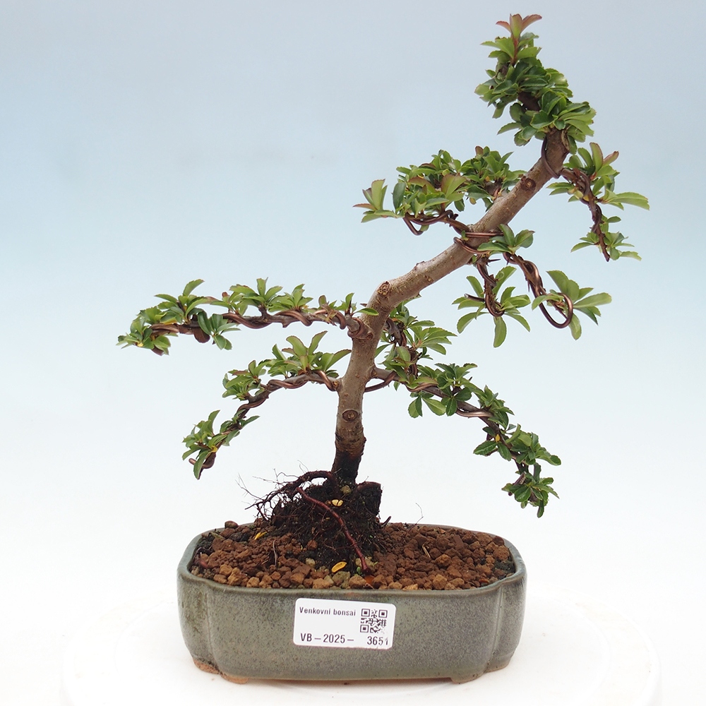 Venkovní bonsai-Pyracanta Teton -Hlohyně