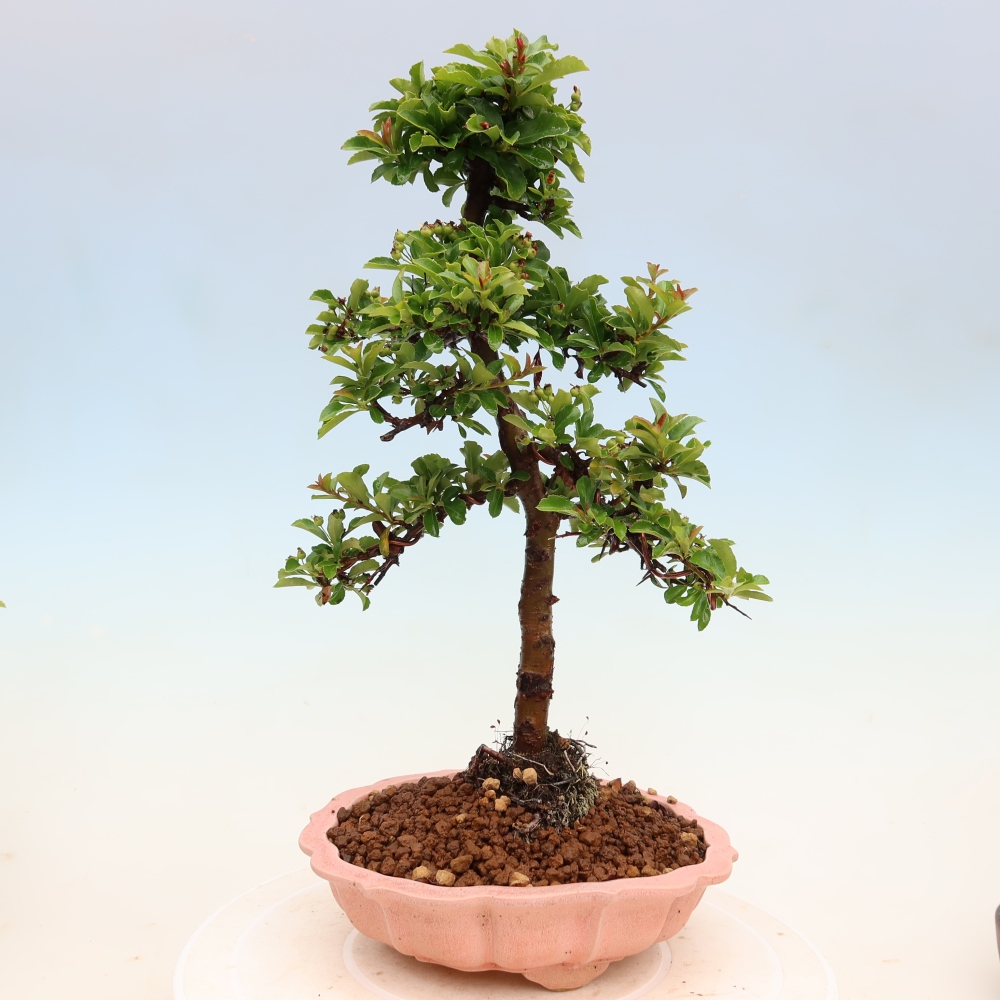 Venkovní bonsai - Pyracantha teton - Hlohyně šarlatová