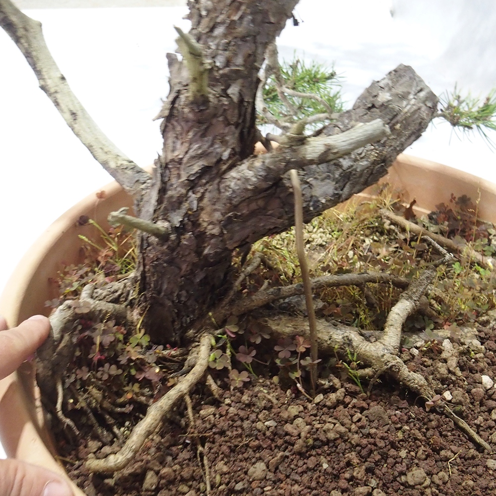 Yamadori - Pinus sylvestris 