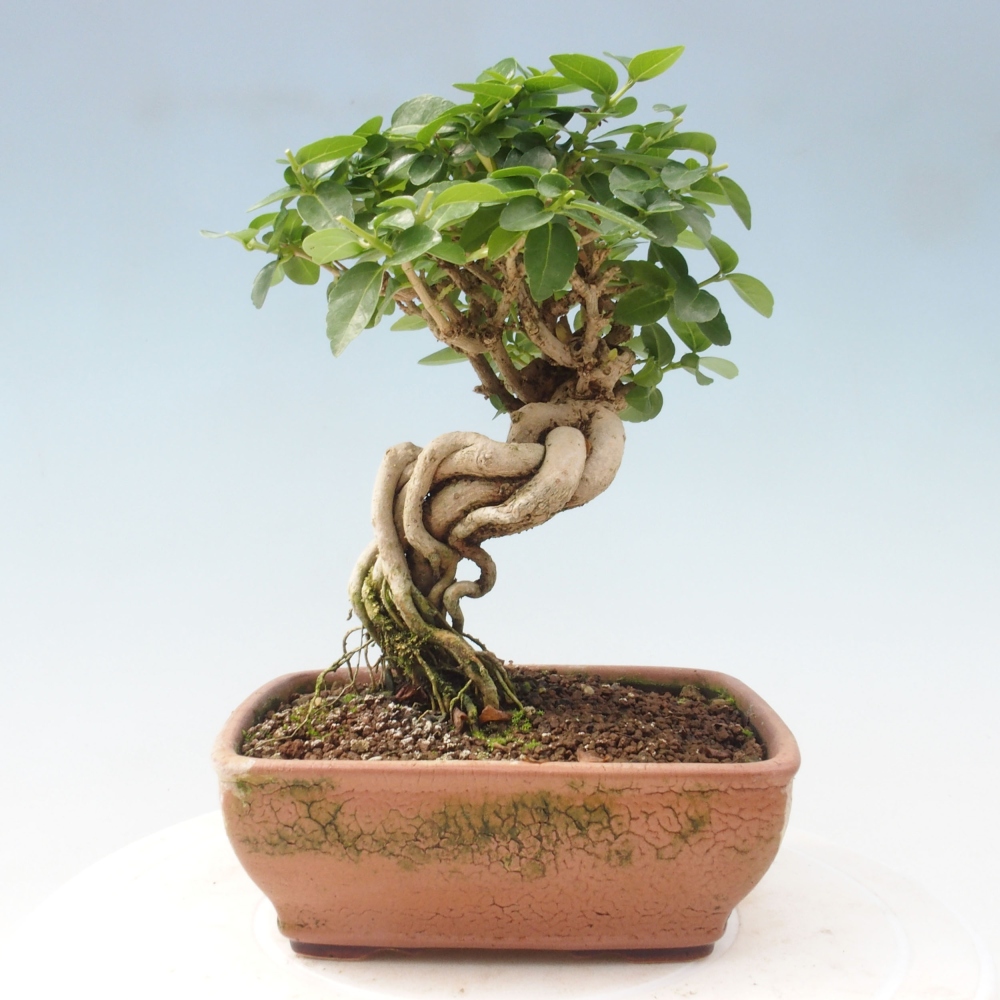 Pokojová bonsai - Premna serratifolia  - Kozlovoň malolistá