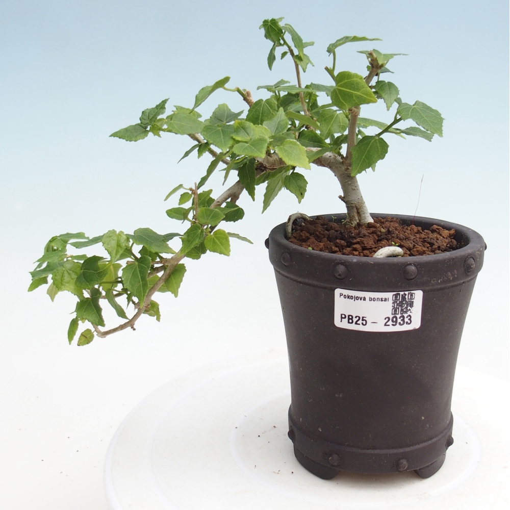 Pokojová bonsai - Malvaviscus arboreus - ibiškovec dřevnatý