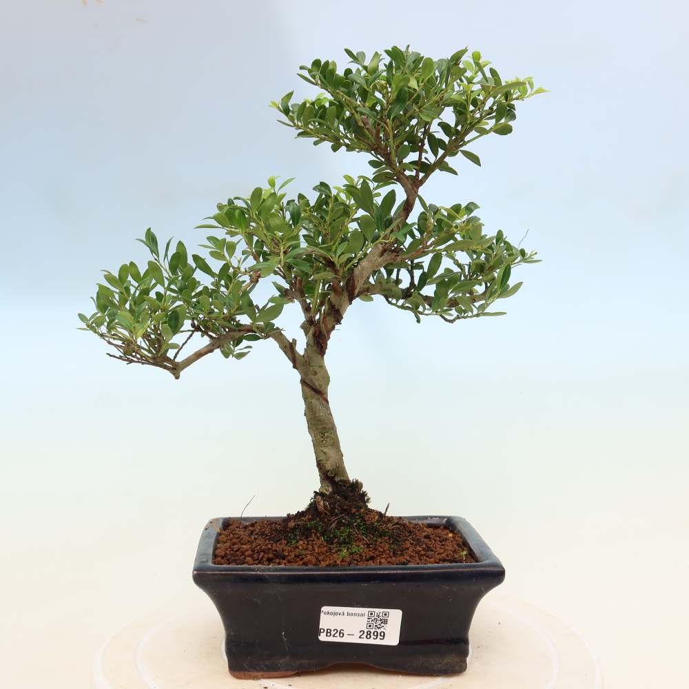 Pokojová bonsai - Ilex crenata - Cesmína