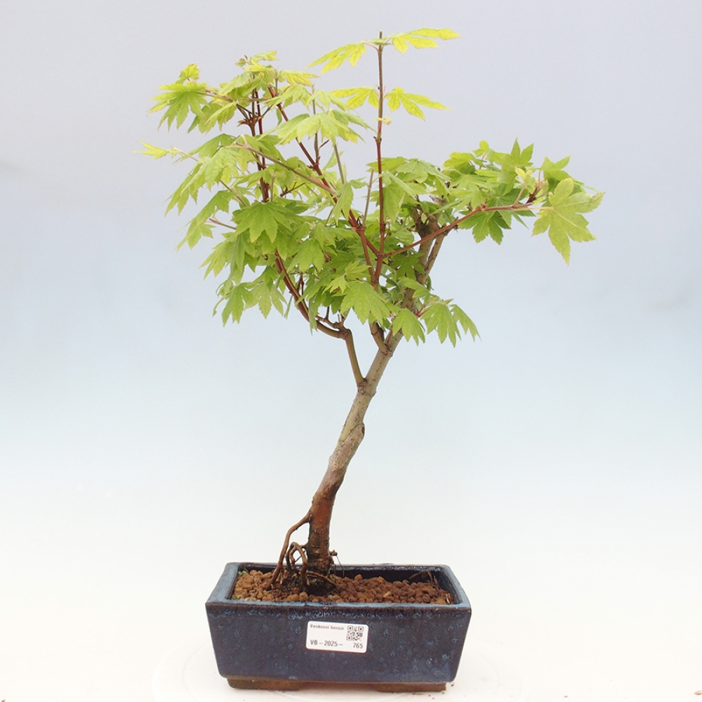 Venkovní bonsai - Javor palmatum katsura GISAN - Javor dlanitolistý